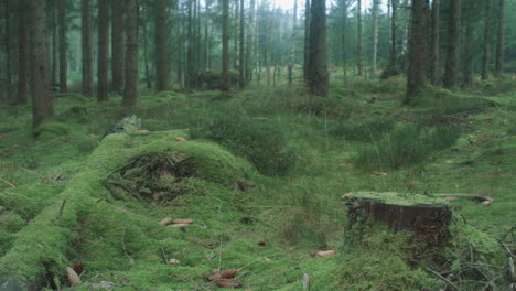 Pinienwälder-Waldbett-Ruhiger-Morgen