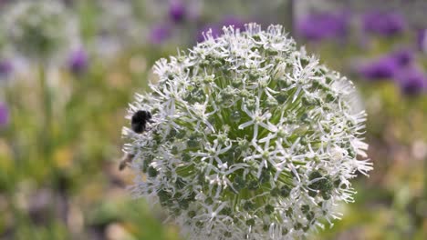 nahaufnahme mit verschwommenem hintergrund einer biene, die an einem sonnigen tag nektar aus einer weißen alliumblüte sammelt