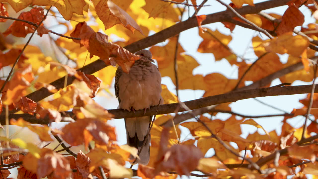 paloma tortuguera oriental o paloma tortugera rufosa descansando en la rama de un árbol con follaje amarillo naranja de otoño