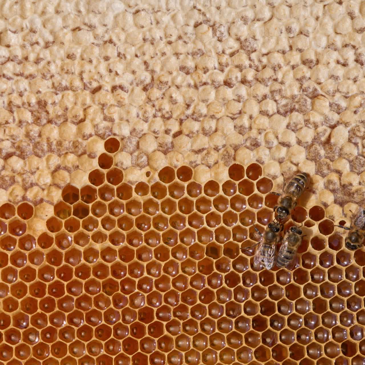 Beautiful cells at honeycombs filled with fresh liquid organic honey. Few bees crawling by the frame sealing the produced honey. Close up