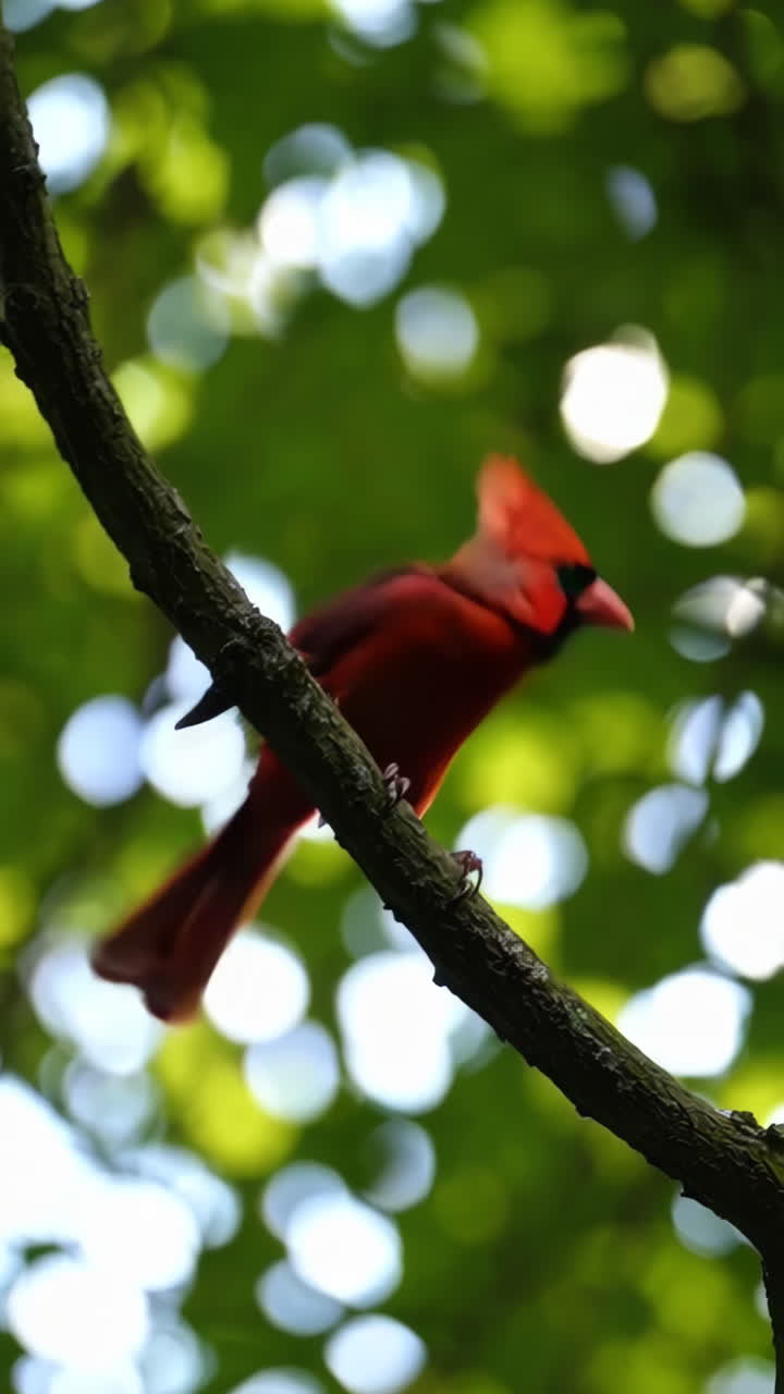 pájaro cardenal rojo en una rama