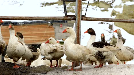 a herd of goose