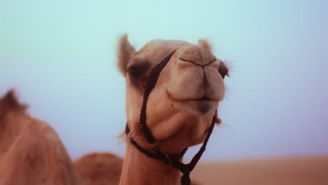 close up shot on a camel head standing in the desert of uae