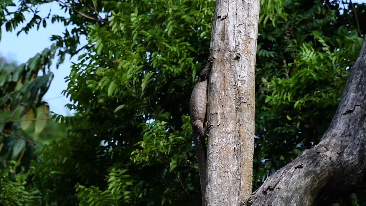 облачная ящерица-монитор обитает в таиланде и других странах азии