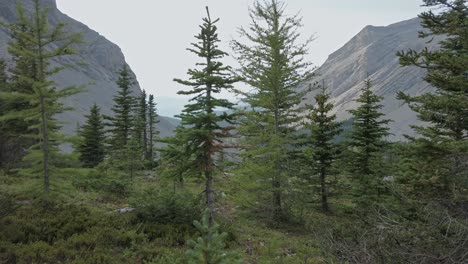 górski las sosnowy dolina pov rockies kananaskis alberta kanada