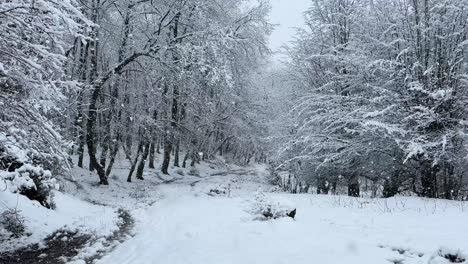 Maravillosas-Nevadas-Intensas-En-El-Bosque-Cubierta-De-Ramas-De-árboles-Por-Nevadas-En-Invierno-Paisaje-Vista-Panorámica-Amplia-De-Azerbaiyán-Viajes-Naturaleza-Escénica-Viaje-épico-Sabor-Comida-Local-Visita-Guiada-De-Un-Día-En-El-Campo-Rural