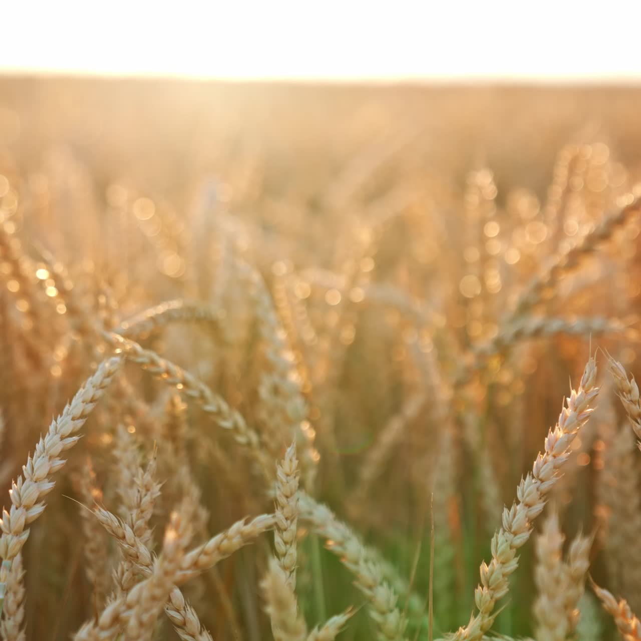 Beautiful ears of ripe wheat in the light of sunset in the agricultural field. Unrecognized person at backdrop in blur