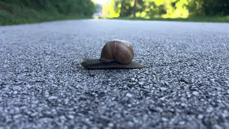 un primer plano de un pequeño caracol con una concha en espiral arrastrándose lentamente a través de una carretera pavimentada a la luz del día