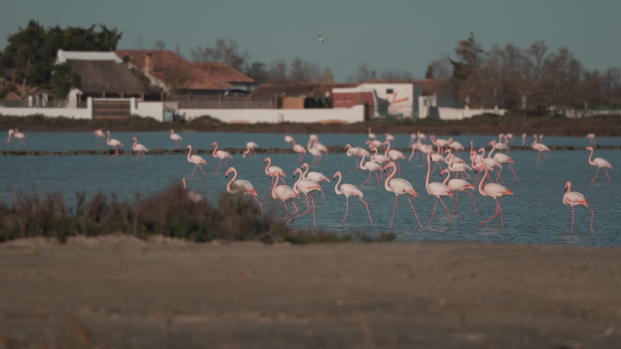 Flamingos Wading in Southern France's Camargue Wetlands, Village Houses in the Background
