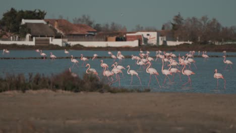 flamencos vadeando en los humedales de camargue en el sur de francia, casas de pueblo en el fondo