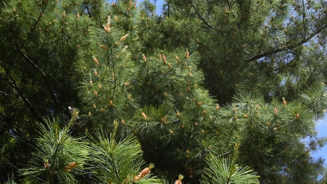 Pollen blowing from white pine tree during allergy season.