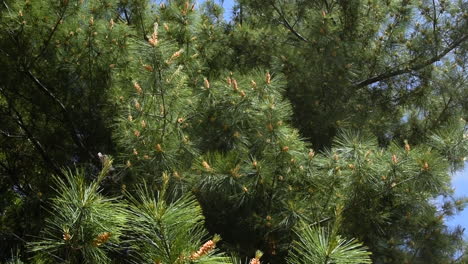 pollen blowing from white pine tree during allergy season.