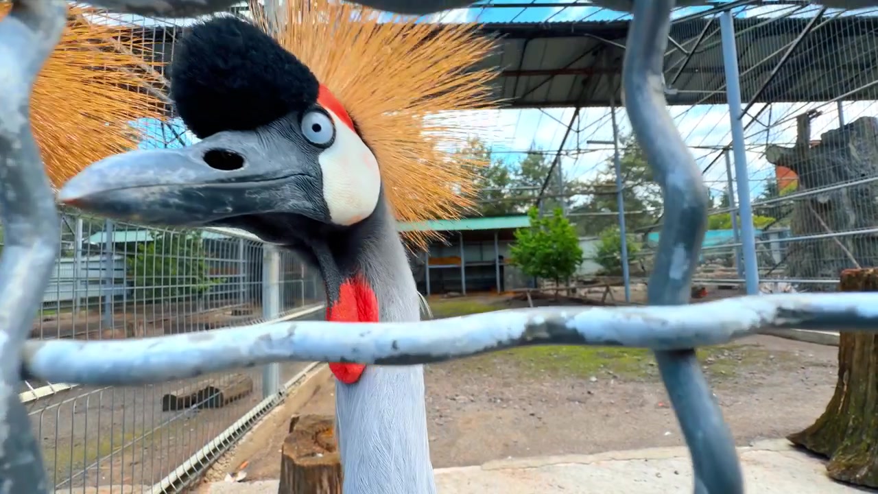 Due gru coronate grigie dietro una rete metallica. Coppia di gru coronate all'interno di un recinto dello zoo che guardano attraverso la griglia metallica.