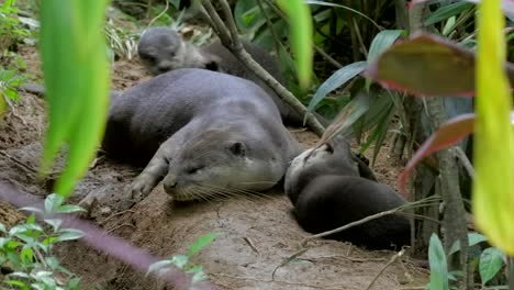 Otterfamilie,-Die-Sich-Am-Eingang-Ihres-Holts-Entspannt