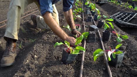 un agricultor planta nuevas plantas en un jardín