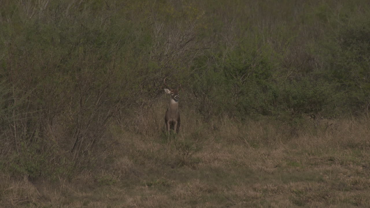 un venado cola blanca en texas, estados unidos