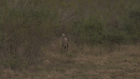 a whitetail buck in texas, usa