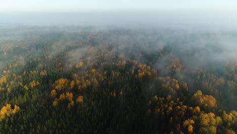 Seasonal-forest-aerial-view-in-fall-and-early-morning-sunlight-with-fog