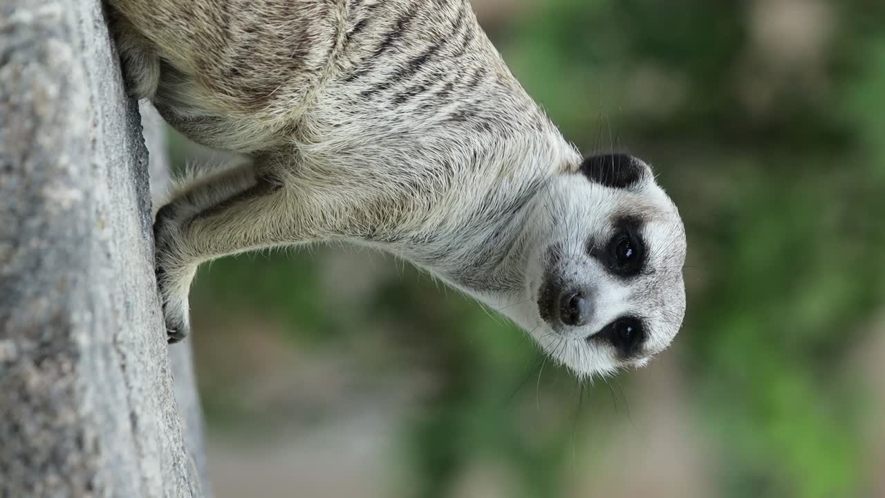 Meerkat Standing Alert on Stone in Natural Habitat with Rocky Background. vertical video