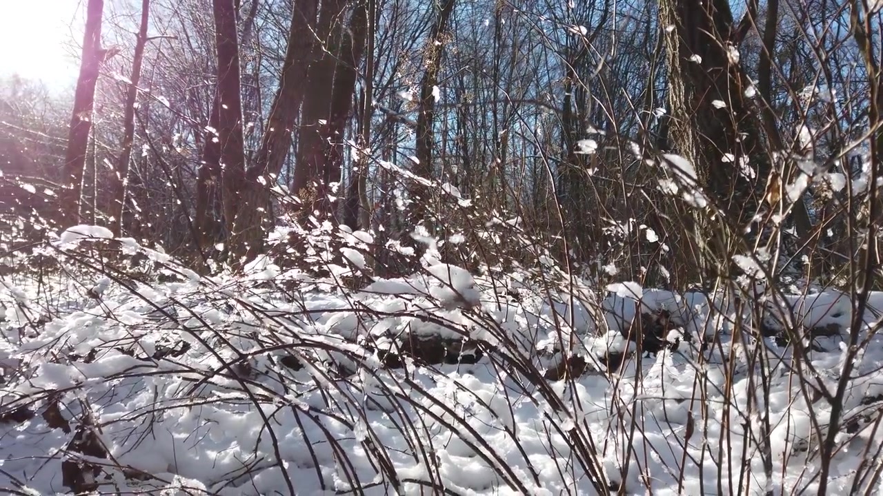 Tre grener i vinterskogen.