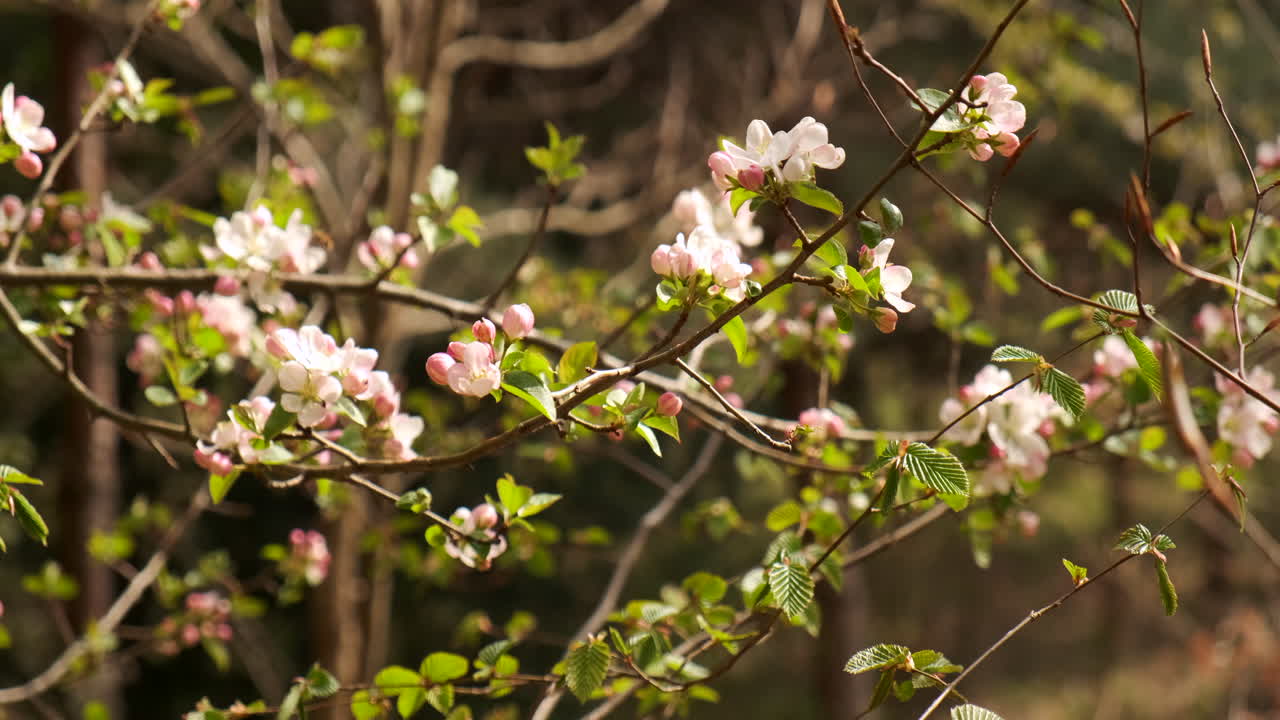 primer plano de flor rosa en la rama de un árbol