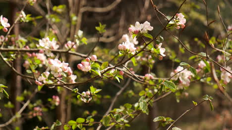Close-up-of-pink-flower-on-tree-branch