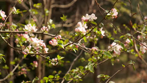 close-up of pink flower on tree branch