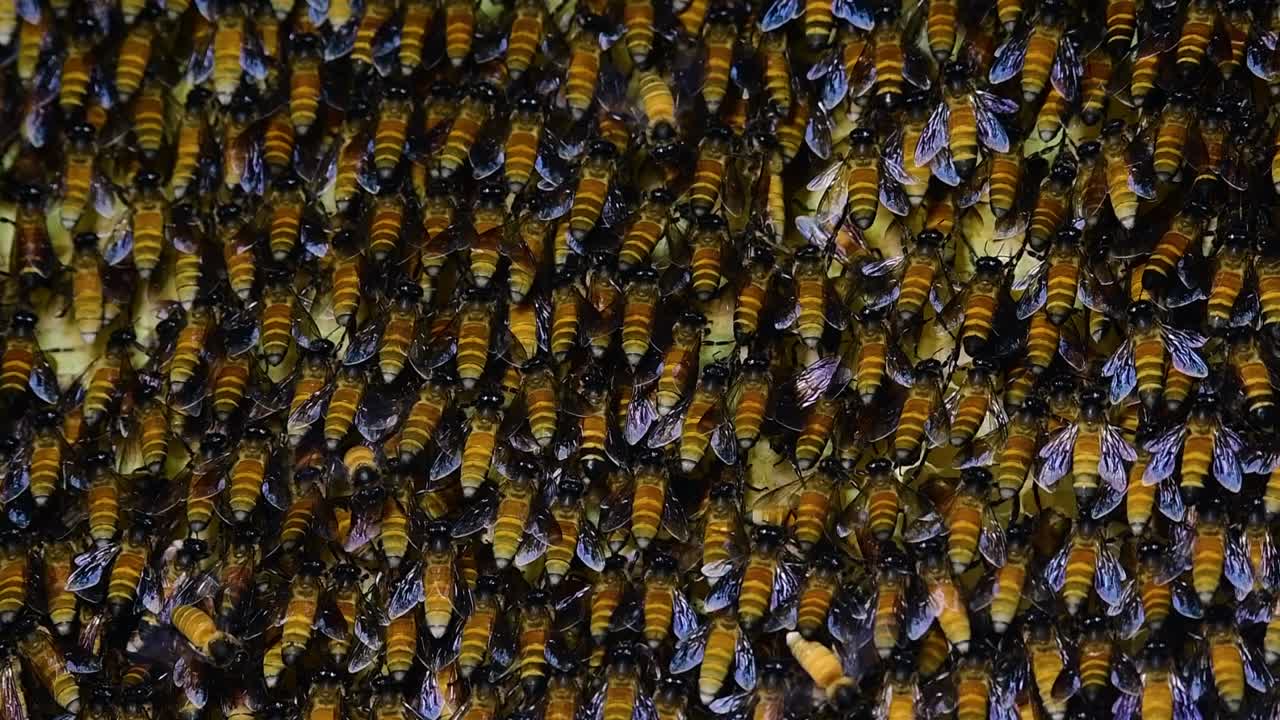 se sabe que las abejas melíferas gigantes construyen grandes colonias de nidos con bolsillos simétricos hechos de cera para almacenar miel como fuente de alimento.