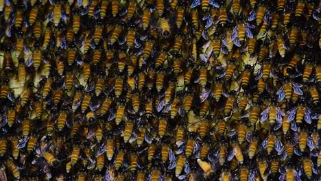 Es-Ist-Bekannt,-Dass-Riesige-Honigbienen-Große-Nestkolonien-Mit-Symmetrischen-Taschen-Aus-Wachs-Bauen,-In-Denen-Sie-Honig-Als-Nahrungsquelle-Speichern-Können