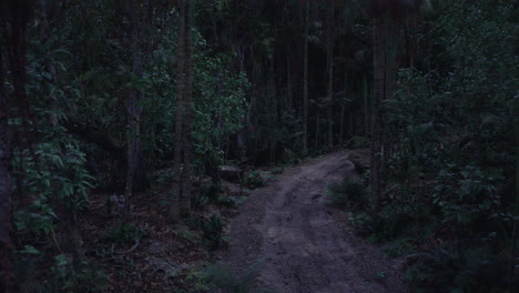 serene forest path winding through lush greenery during twilight hours