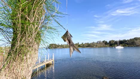 fish caught and hanging by the lake