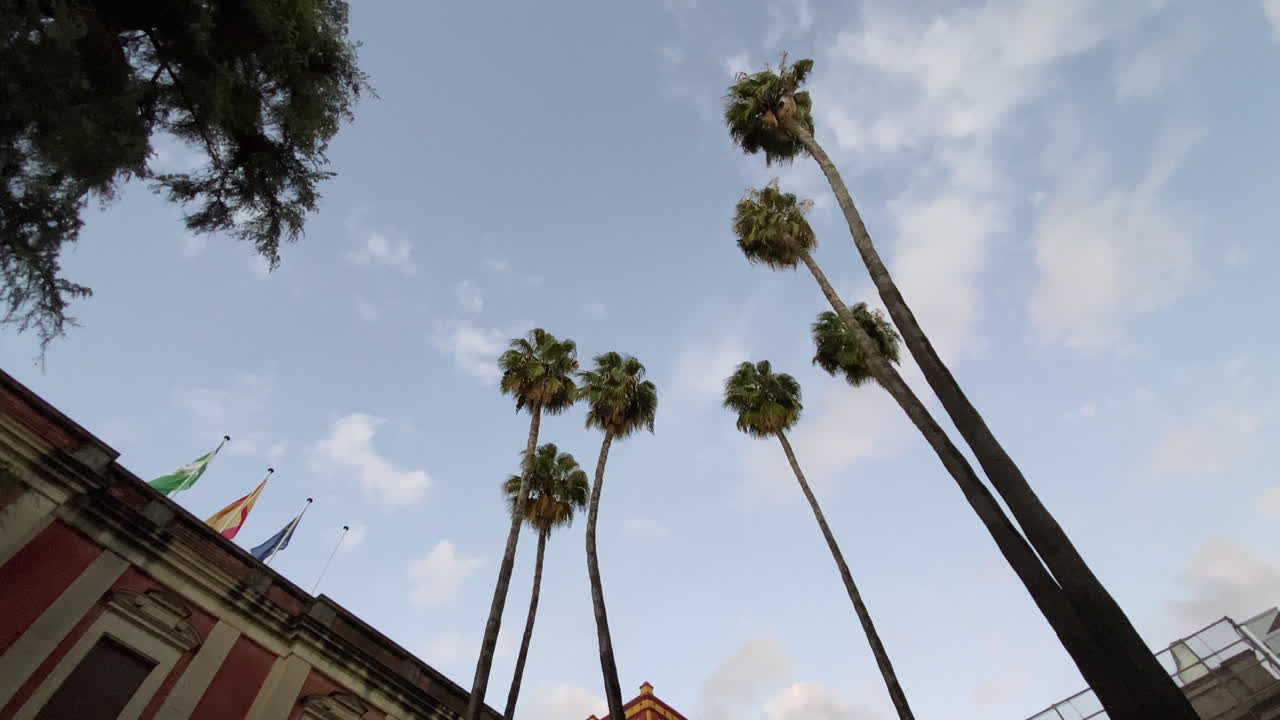 Alte palme che si estendono verso un cielo azzurro tenue, atmosfera urbana andalusa e calda luce mattutina