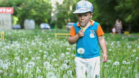 little child blowing dandelion