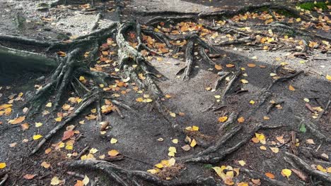 The Root System of an Old Tree on an Old Path in a Deep Forest. The root system of an old tree on an old path in a deep forest