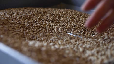 high definition slow motion shot of grinding malted barley in the beginning stages of the beer process