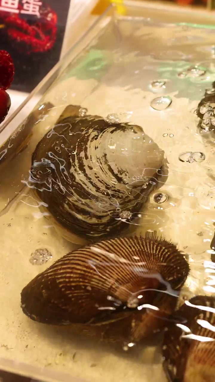 Fresh ark shells and clams sit in a bubbling water tank at a Japanese market