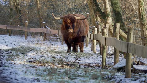 furry highland cow bull scratching its back with horns in winter snow