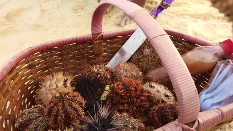 A-footage-of-Sea-Urchin-cut-open,-seen-inside-its-shell-with-white-vinegar-a-plastic-spoon-and-it's-ready-to-eat