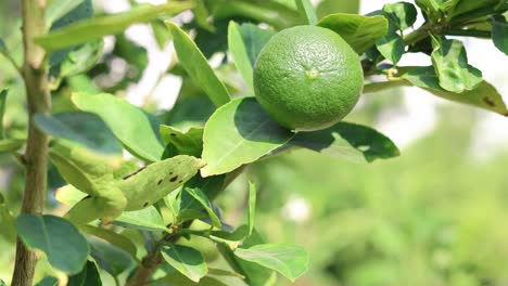 time-lapse of lime growth on a tree