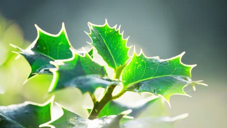 Close-up-footage-of-an-enchanting-holly-bush,-morning-sunlight-backlighting,-green-leaves-sparkling,-and-red-Christmas-berries-gleaming-with-morning-dew