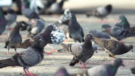una bandada de palomas camina por el suelo de hormigón