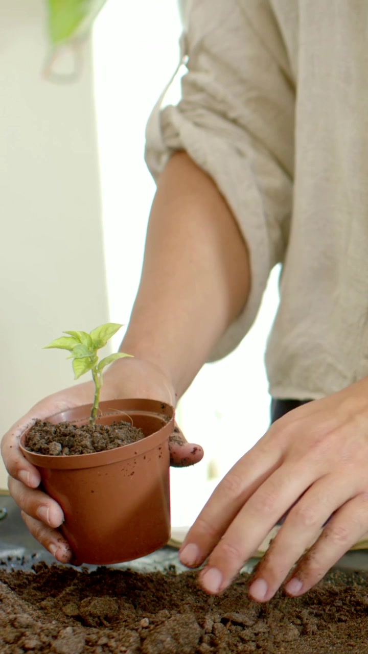 Video vertical: Un jardinero sosteniendo una maceta, presionando la tierra y asegurando una plántula en casa junto a la ventana, con camiseta beige.