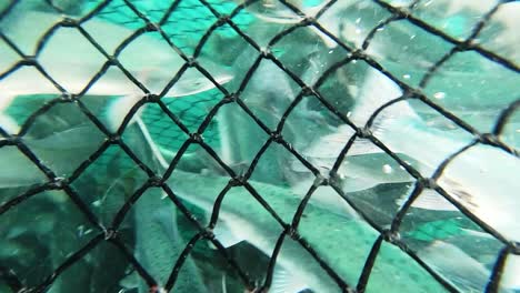caught salmon fish in fishing net, underwater shot, close up