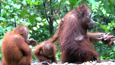 familia de orangutanes come en la estación de alimentación en la reserva de rehabilitación de pondok tanggui en borneo