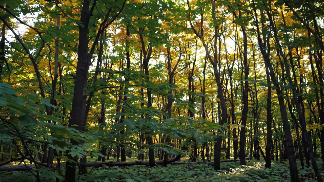 A serene forest scene with sunlight filtering through tall trees, captured from a low-angle