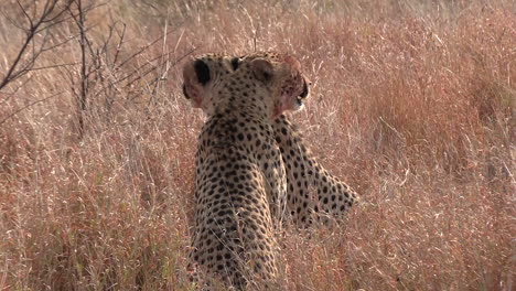 Two-cheetah-brothers-hide-in-the-savannah-grass-and-survey-their-surroundings