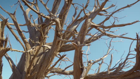 cinematic close up of a desert tree in sedona arizona