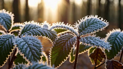 frost-covered leaves bathed in golden morning light