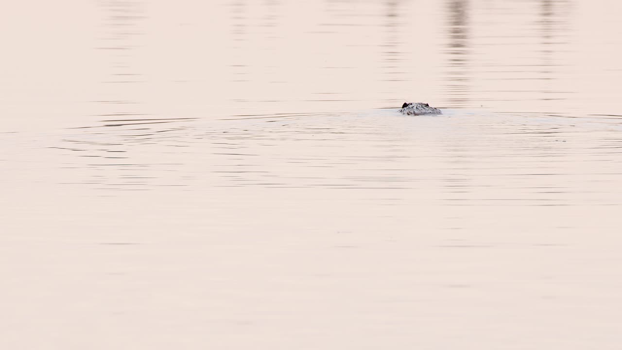 Beaver swims away from camera in calm water reflecting golden hour