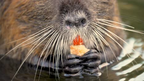 De-Cerca,-Lindo-Coipo-Nutria-Myocastor-Coypus-En-Agua-Con-Bigotes-Largos-Comiendo